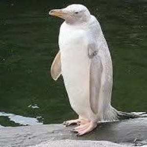 Meet your Posher, Tamara